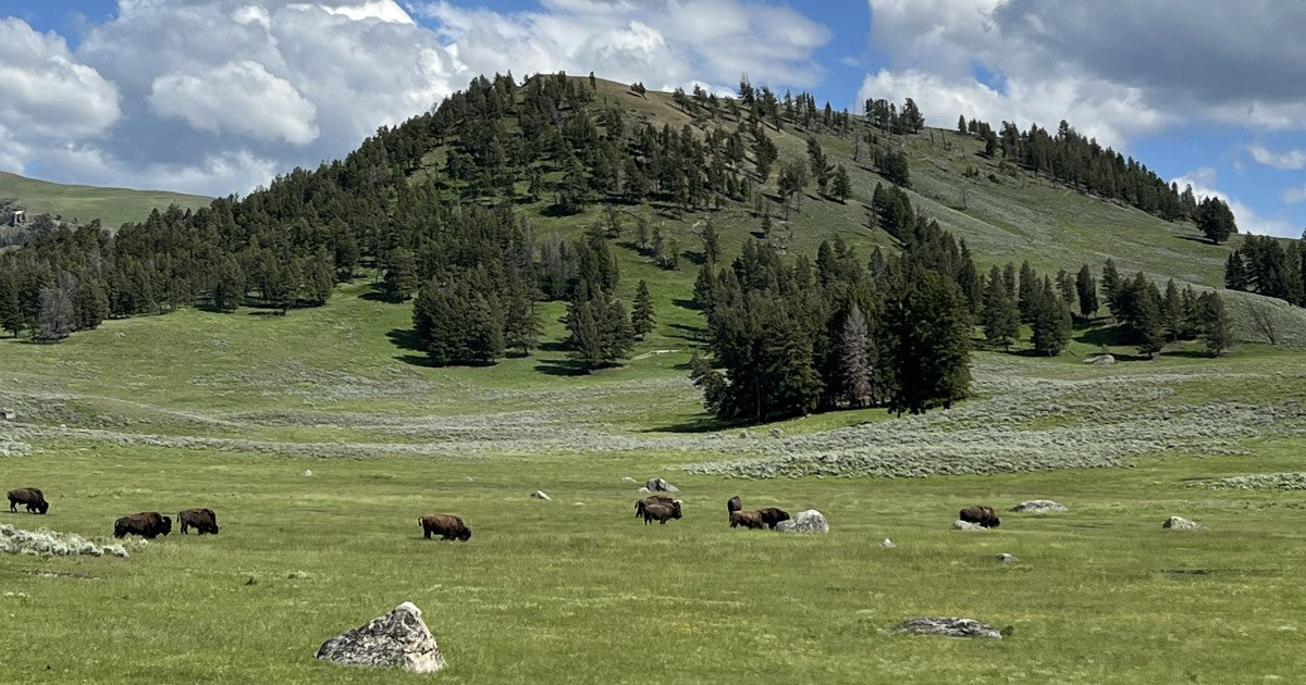 Yellowstone buy Fields